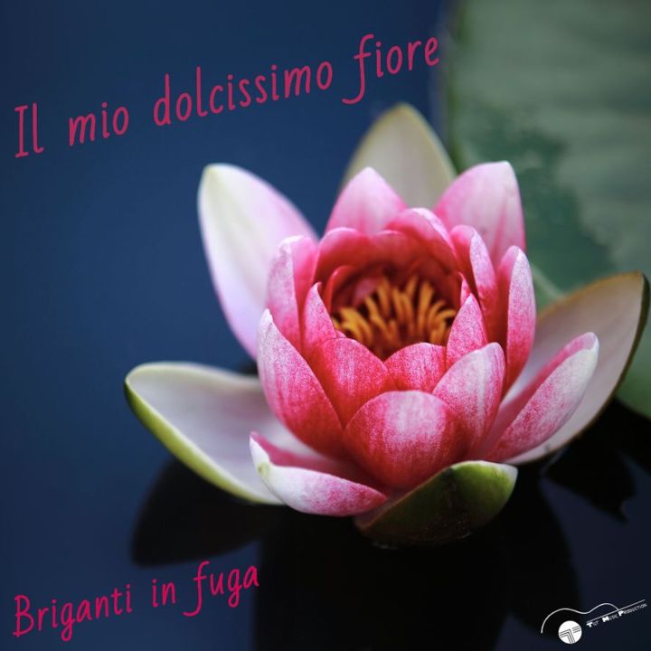 Briganti in fuga - Il mio dolcissimo fiore