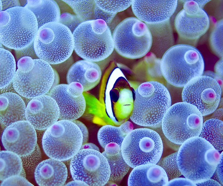 I segreti del mare 2